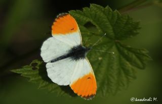 Turuncu Ssl (Anthocharis cardamines)