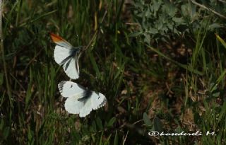 Turuncu Ssl (Anthocharis cardamines)