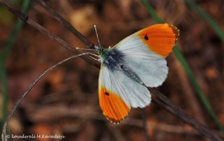 Turuncu Ssl (Anthocharis cardamines)