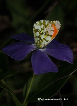 Turuncu Ssl (Anthocharis cardamines)