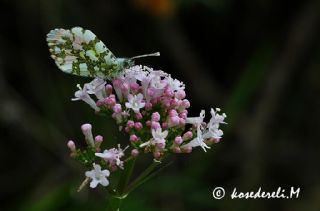 Turuncu Ssl (Anthocharis cardamines)