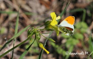 Turuncu Ssl (Anthocharis cardamines)