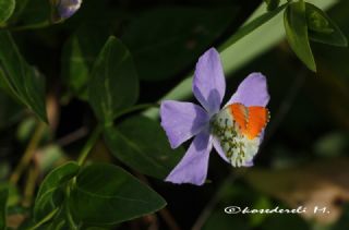 Turuncu Ssl (Anthocharis cardamines)