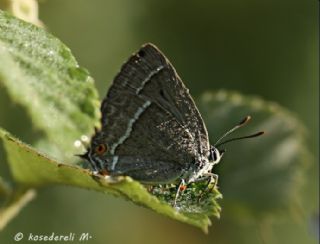 Mormee (Favonius quercus)