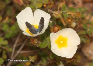 Himalaya Mavisi (Pseudophilotes vicrama)