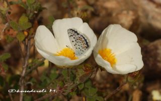 Himalaya Mavisi (Pseudophilotes vicrama)