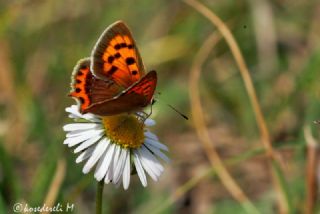 Benekli Bakr Gzeli (Lycaena phlaeas)