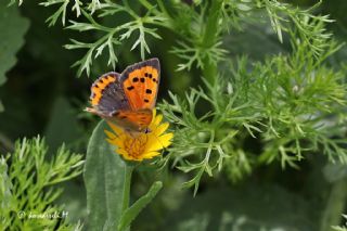 Benekli Bakr Gzeli (Lycaena phlaeas)