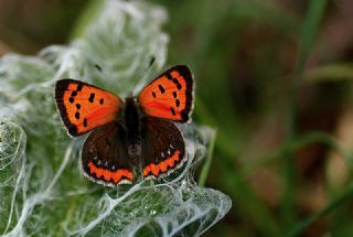 Benekli Bakr Gzeli (Lycaena phlaeas)