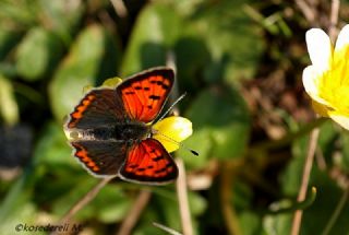 Benekli Bakr Gzeli (Lycaena phlaeas)