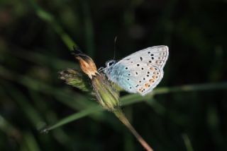 okgzl Mavi (Polyommatus icarus)