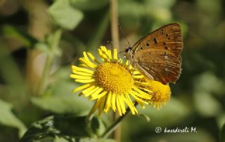 Orman Bakr Gzeli (Lycaena virgaureae)