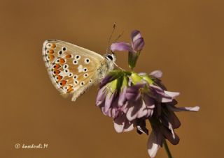 okgzl Balkan Mavisi (Aricia anteros )