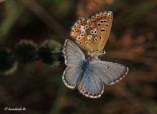 okgzl Balkan Mavisi (Aricia anteros )