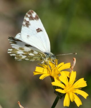 Yeni Beneklimelek (Pontia edusa)