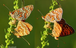 Benekli Byk parhan (Melitaea phoebe)