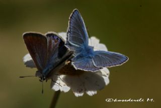 okgzl Mavi (Polyommatus icarus)