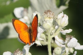 Osmanl� Ate�i&nbsp;(Lycaena&nbsp;ottomanus)