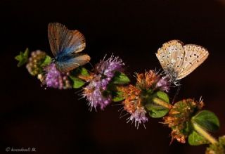 okgzl Balkan Mavisi (Aricia anteros )