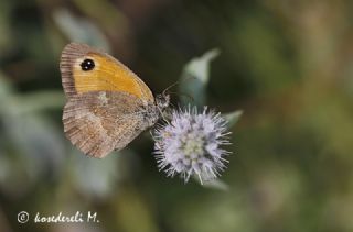 Pironiya (Pyronia tithonus)