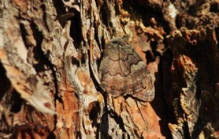Anadolu Karameleği (Hipparchia fatua)
