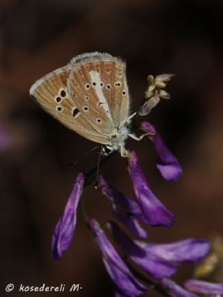 Anormal okgzl (Polyommatus admetus)