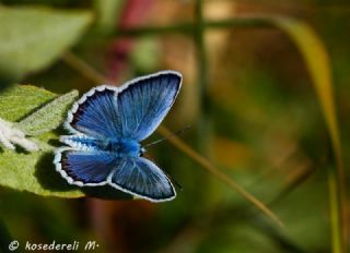 das Mavisi, Esmergz (Plebejus idas)