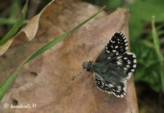 Ege Zpzp (Pyrgus melotis)