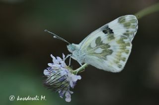 Yeni Beneklimelek (Pontia edusa)