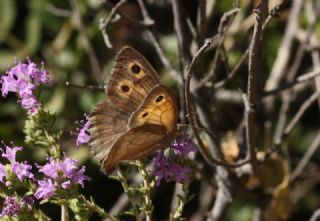 Esmerperi (Hyponephele lupina)