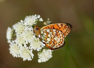 ift Noktal Brentis (Brenthis hecate)