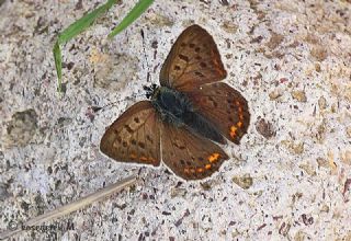 sli Bakr Gzeli (Lycaena tityrus)