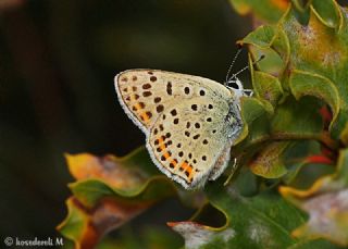 sli Bakr Gzeli (Lycaena tityrus)