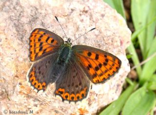 sli Bakr Gzeli (Lycaena tityrus)