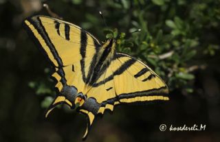 Kaplan Krlangkuyruk (Papilio alexanor)