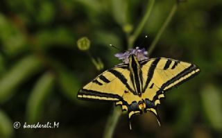 Kaplan Krlangkuyruk (Papilio alexanor)
