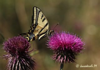 Kaplan Krlangkuyruk (Papilio alexanor)