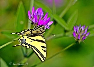 Kaplan Krlangkuyruk (Papilio alexanor)