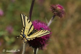 Kaplan Krlangkuyruk (Papilio alexanor)