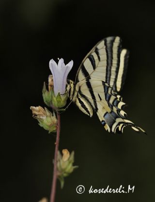 Kaplan Krlangkuyruk (Papilio alexanor)