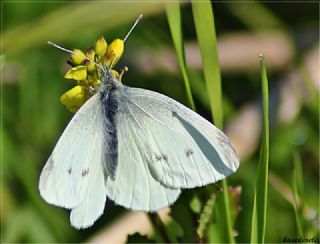 K���k Beyazmelek&nbsp;(Pieris&nbsp;rapae)