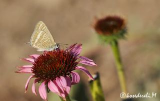 Lampides (Lampides boeticus)