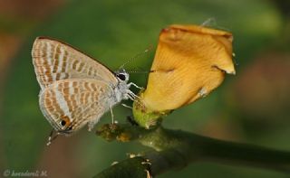 Lampides (Lampides boeticus)