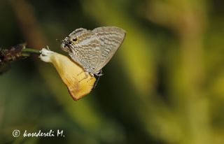 Lampides&nbsp;(Lampides&nbsp;boeticus)