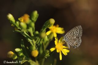 Mavi Zebra (Leptotes pirithous)
