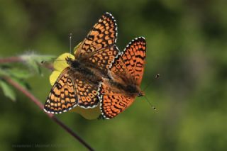 parhan (Melitaea cinxia)