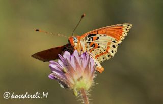 Benekli parhan (Melitaea didyma)