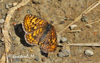 Gzel parhan (Melitaea trivia)