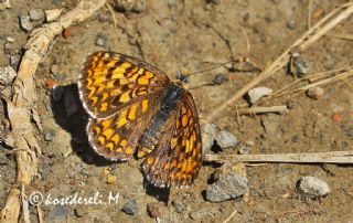 Gzel parhan (Melitaea syriaca)