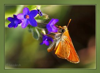 Sar Antenli Zpzp (Thymelicus sylvestris)